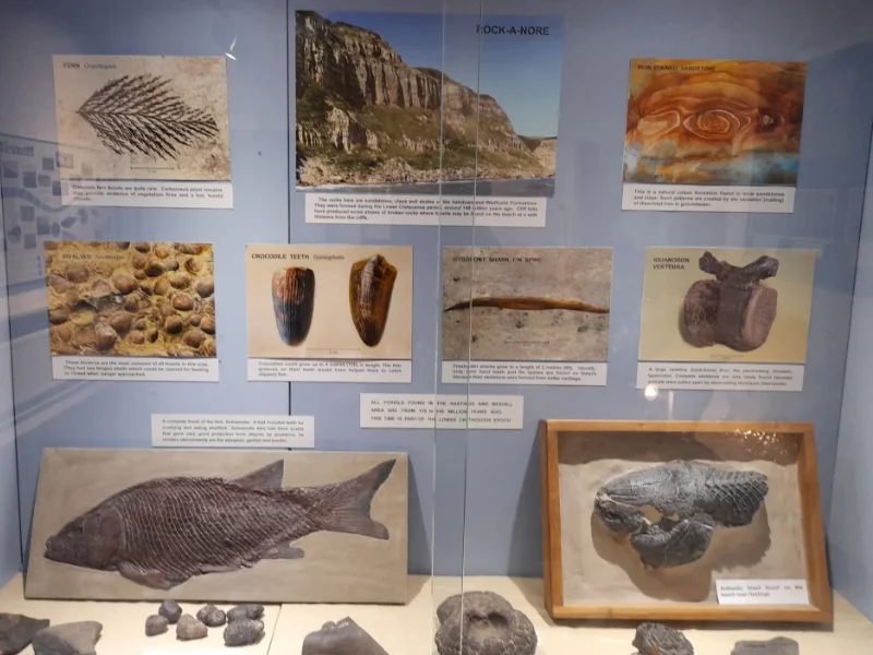 A collection of fossils at the Shipwreck Museum in Hastings